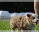 Small Photo #12 Australian Shepherd Puppy For Sale in OZARK, AR, USA