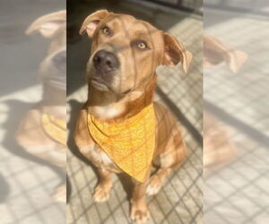 Mutt Dogs for adoption in Woodbury, NY, USA