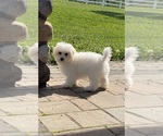 Image preview for Ad Listing. Nickname: Biscuit