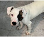 Small #2 American Pit Bull Terrier-American Staffordshire Terrier Mix