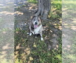 Small #2 Anatolian Shepherd Mix