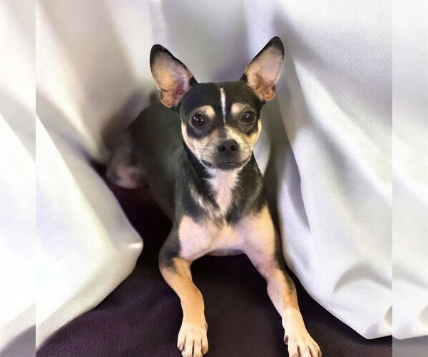 Medium Photo #1 Mutt Puppy For Sale in Springdale, PA, USA