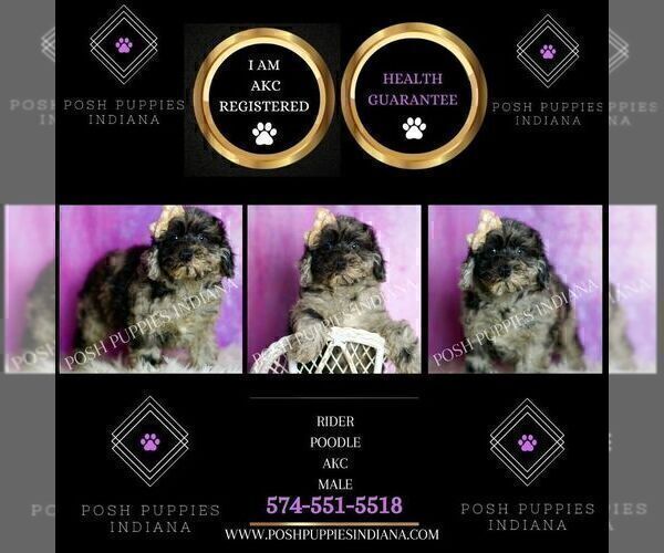 Medium Photo #44 Poodle (Miniature) Puppy For Sale in WARSAW, IN, USA