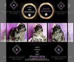 Small Photo #44 Poodle (Miniature) Puppy For Sale in WARSAW, IN, USA