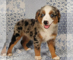 Small #2 Miniature Australian Shepherd