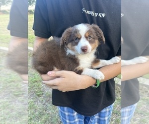 Miniature Australian Shepherd Puppy for Sale in AUBREY, Texas USA