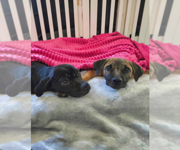 Medium Photo #4 American Pit Bull Terrier-Bulldog Mix Puppy For Sale in Raleigh, NC, USA
