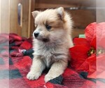 Puppy Lil Fox Yoranian