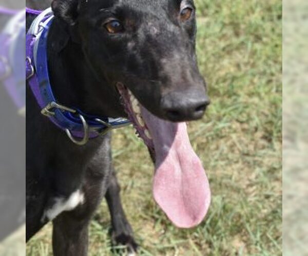 Medium Photo #1 Greyhound Puppy For Sale in Grandville, MI, USA