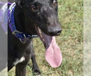 Greyhound Dogs for adoption in Grandville, MI, USA