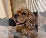 Small #1 Cocker Spaniel