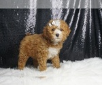 Small #3 Maltipoo