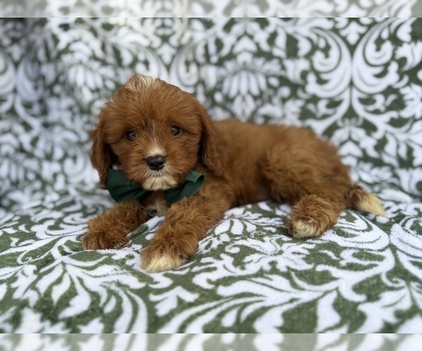 Medium Photo #1 Cavapoo (Miniature) Puppy For Sale in LAKELAND, FL, USA