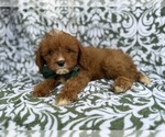 Small Cavapoo (Miniature)