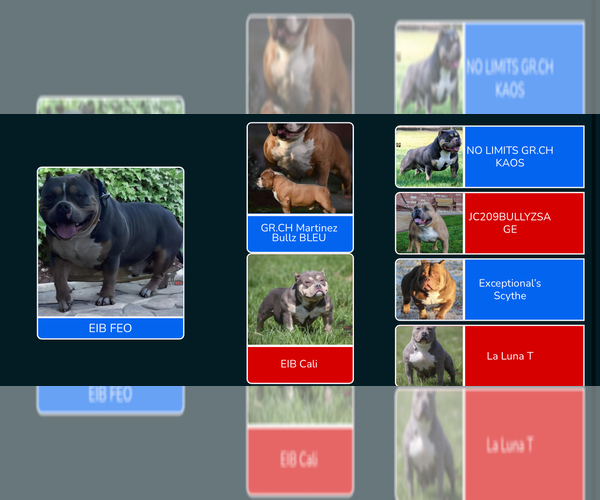 Medium Photo #28 American Bully Puppy For Sale in BAKERSFIELD, CA, USA