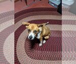Small #3 Labrador Retriever Mix