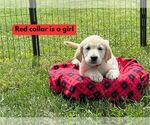 Puppy Red Golden Retriever