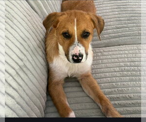Puppy Teddy - Male Mutt Dog for Adoption - Photo #2
