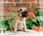 Small #1 Pug