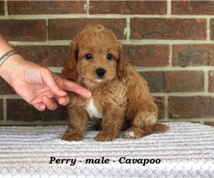 Cavapoo Puppy for sale in CLARKRANGE, TN, USA