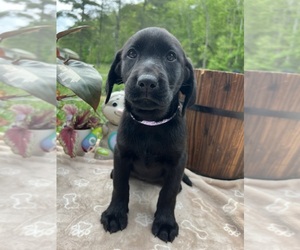 Labrador Retriever Puppy for Sale in NEOLA, West Virginia USA