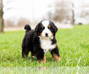 Bernese Mountain Dog Puppy for sale in WOLCOTTVILLE, IN, USA