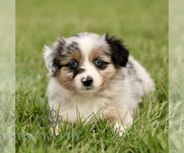 Medium Photo #1 Australian Shepherd Puppy For Sale in NEW PROVIDENCE, PA, USA