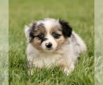 Small Australian Shepherd