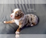 Puppy Winnie Australian Shepherd