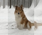Small Photo #1 Collie Puppy For Sale in HAGERSTOWN, MD, USA