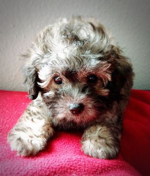 Medium Photo #1 Poodle (Miniature) Puppy For Sale in HOUSTON, TX, USA