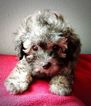 Small Photo #1 Poodle (Miniature) Puppy For Sale in HOUSTON, TX, USA