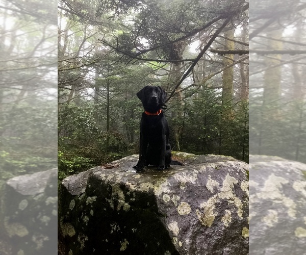 Medium Photo #38 Labrador Retriever Puppy For Sale in AIKEN, SC, USA