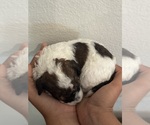 Small #3 Bernedoodle (Miniature)