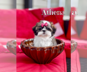 Shih Tzu Puppy for sale in SUGAR HILL, GA, USA