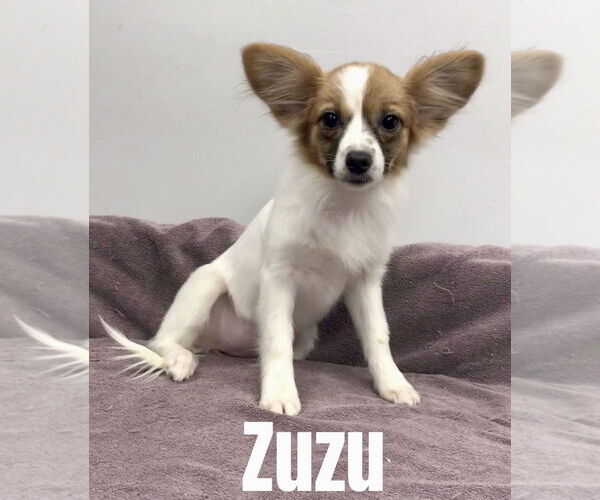 Medium Photo #1 Papillon Puppy For Sale in Lincolnwood, IL, USA