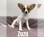 Small Papillon