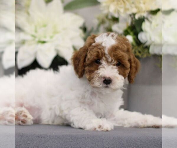 Medium Photo #1 Poodle (Toy) Puppy For Sale in EAST EARL, PA, USA