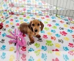 Small #1 Dachshund