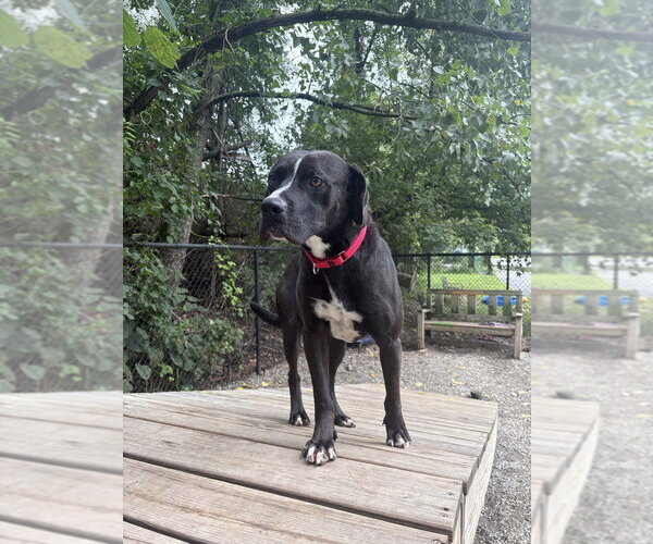 Medium Photo #3 Mutt Puppy For Sale in Elmsford, NY, USA