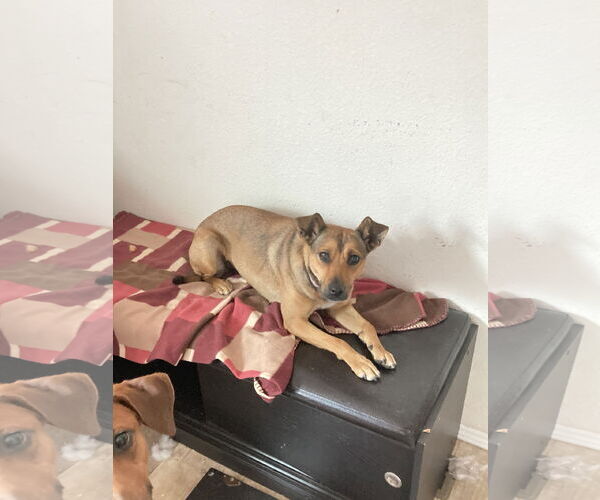 Medium Photo #4 Mutt Puppy For Sale in San Diego, CA, USA