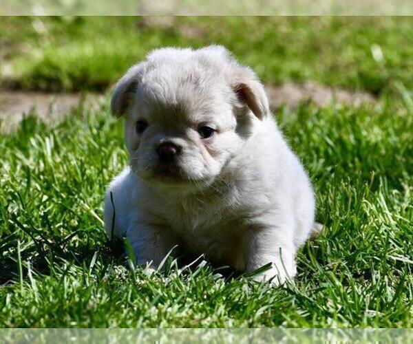 Medium Photo #11 French Bulldog Puppy For Sale in TAMPA, FL, USA