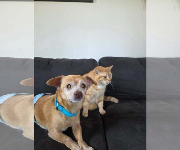 Medium Photo #7 Chihuahua-Unknown Mix Puppy For Sale in New London, WI, USA