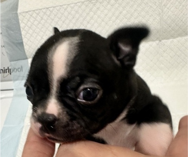 Medium Photo #2 Boston Terrier Puppy For Sale in JACKSONVILLE, NC, USA