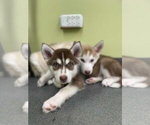 Siberian Husky Puppy for sale in WOODSTOCK, IL, USA