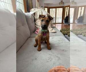 Mutt Dogs for adoption in Imlay City, MI, USA