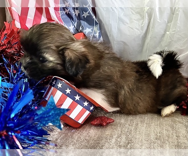 Medium Photo #7 Shih Tzu Puppy For Sale in DENTON, MD, USA