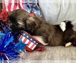 Small #6 Shih Tzu