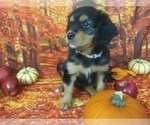 Small Photo #16 Australian Shepherd-Cavalier King Charles Spaniel Mix Puppy For Sale in HOWLAND, OH, USA