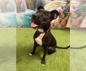 Labrador Retriever-Unknown Mix Dogs for adoption in Euless, TX, USA
